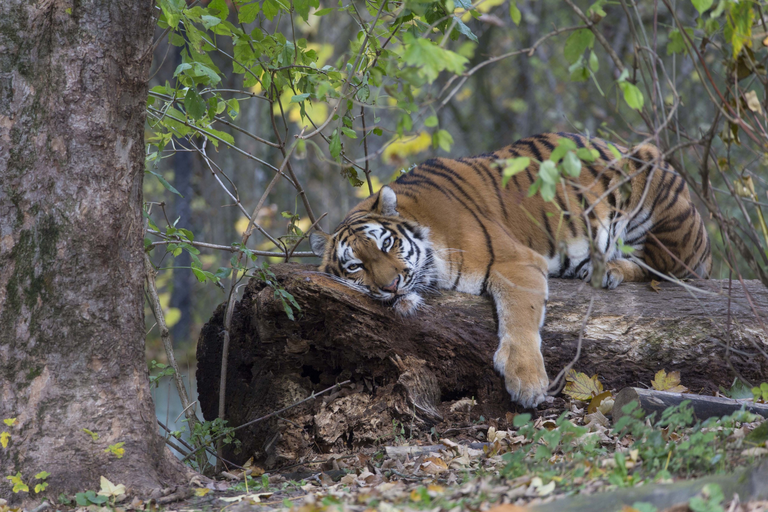 Sibirischer Tiger Tierpark Hellabrunn — © Tierpark Hellabrunn / Stefan Katzlinger