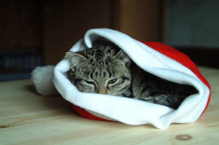 Katze in Nikolausmütze — © Tierheim München