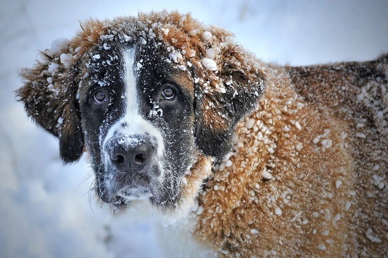 Hund im Schnee — © Symbolbild