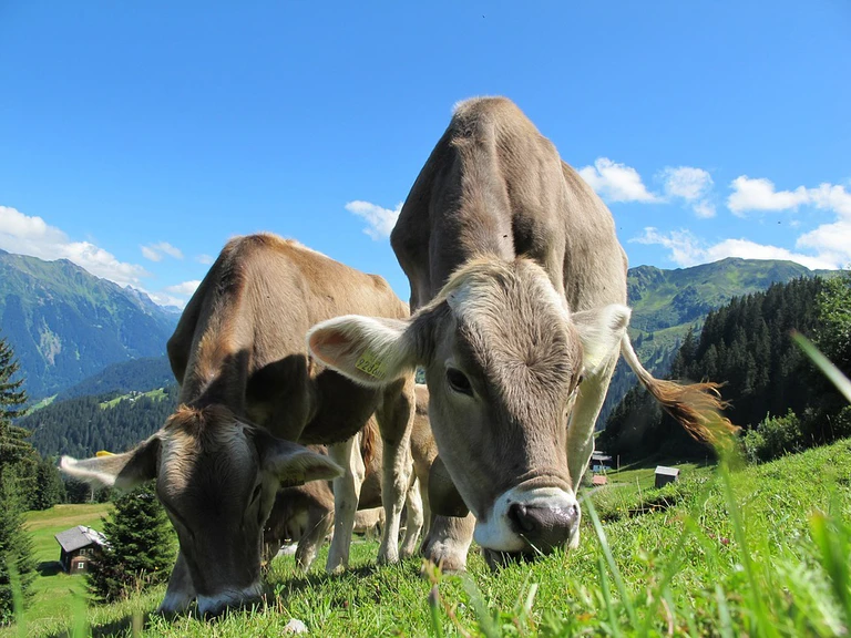 Kühe beim Grasen — © Symbolbild