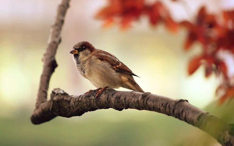 Spatz auf einem Ast — © Symbolbild