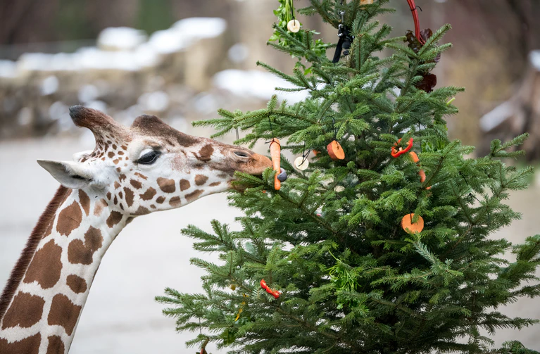 Giraffe beim Fressen — © Tierpark Hellabrunn/Marc Müller