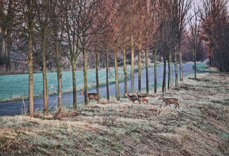 Wildwechsel — © Symbolbild
