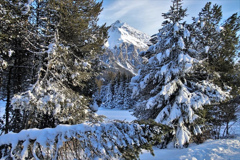Winterwald — © Symbolbild
