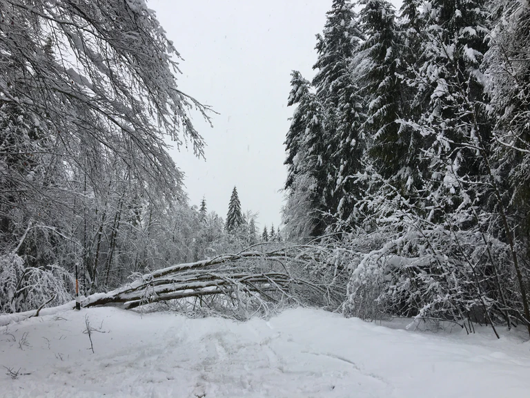 gesperrte Strassen und umgeknickte Bäume wegen starken Schneefällen — © Foto: Straßenbauamt Weilheim