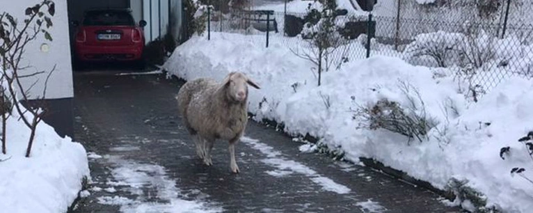 Schaf läuft auf Straße – Polizeieinsatz in Aubing — © Foto: Polizei
