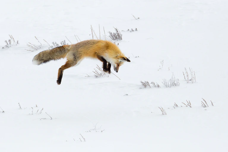 Ein Fuchs springt im Schnee