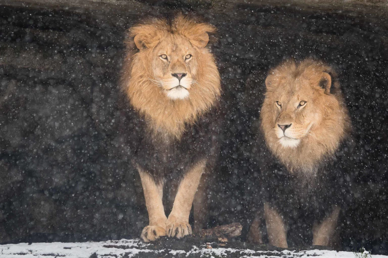 Zwei Löwen beobachten die Schneeflocken im Tierpark Hellabrunn — © Tierpark Hellabrunn / Daniela Hierl