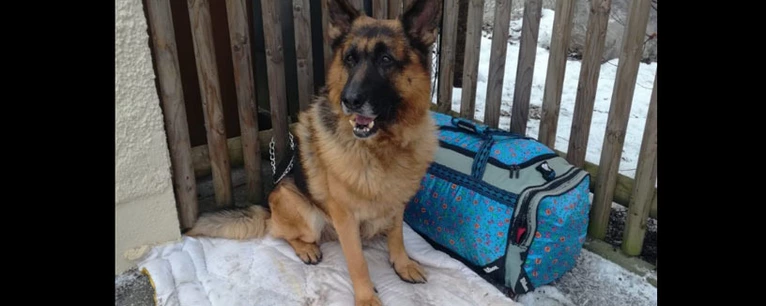 Der ausgesetzte Schäferhund — © Foto: Tierheim Starnberg