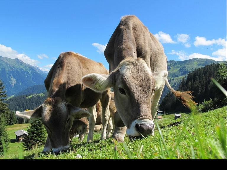 Kühe beim Grasen — © Symbolbild