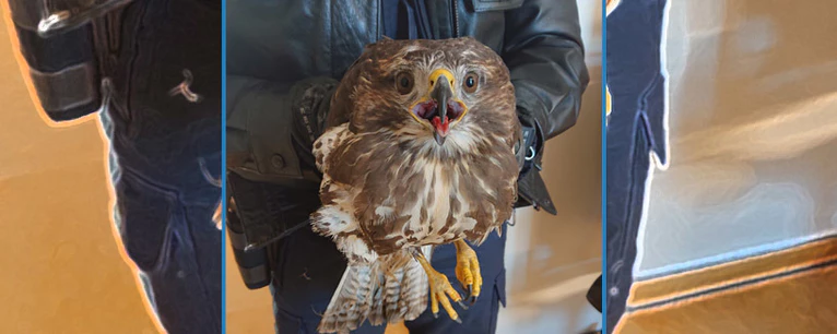 Der befreite Bussard — © Foto: Polizei