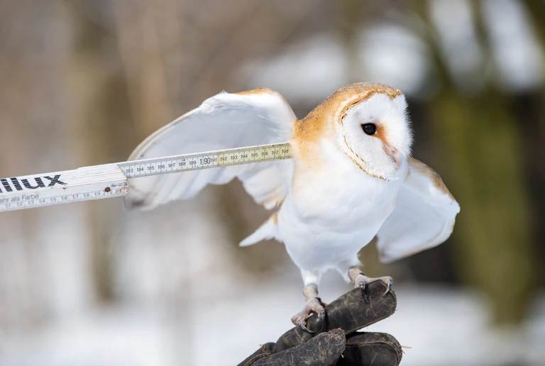 Schleiereule beim Vermessen — © Schleiereule Norman beim Vermessen; Quelle: Tierpark Hellabrunn/Marc Müller