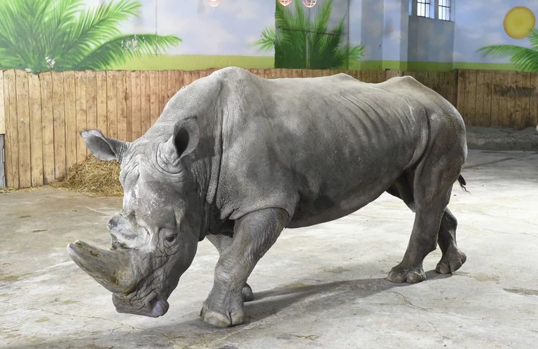 Nashornbulle Tsavo vom Zirkus Krone — © Feuerwehr München