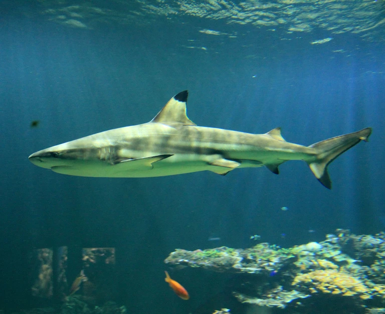 Schwarzspitzen-Riffhai Kurt im Becken des Tierpark Hellabrunn — © Tierpark Hellabrunn