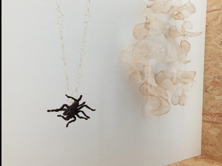 Vogelspinne und Schlangenhaut als Schmuck