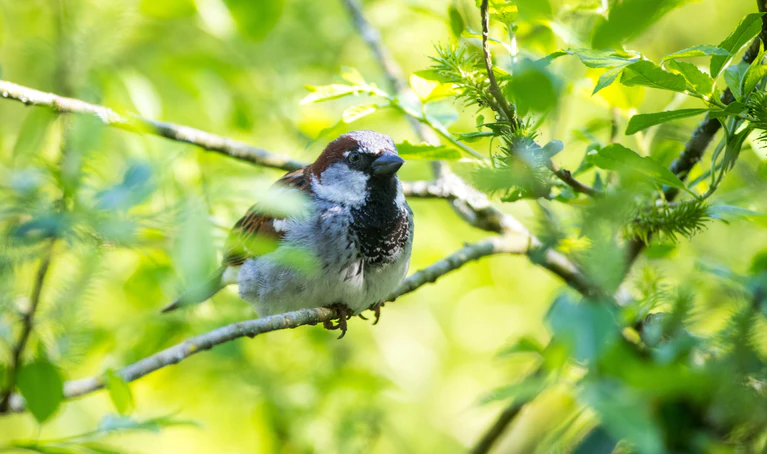 Spatz, Sperling oder Hausspatz in München — © Bild: Tierpark Hellabrunn / Marc Müller