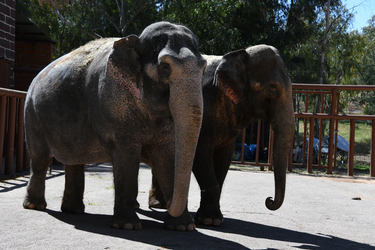 Elefanten des Circus Krone in Spanien — © Circus Krone