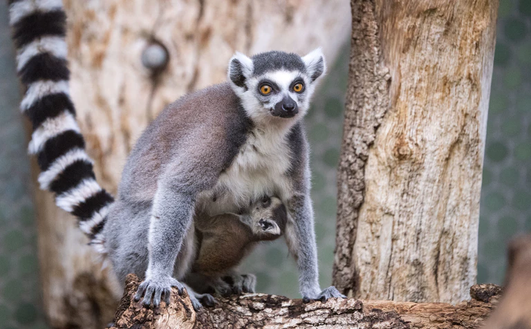 Nachwuchs bei den Kattas in Hellabrunn — © Bilder: Tierpark Hellabrunn / Marc Müller