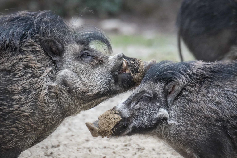 Visayas-Pustelschweine in Hellabrunn — © Bilder: Tierpark Hellabrunn / Daniela Hierl