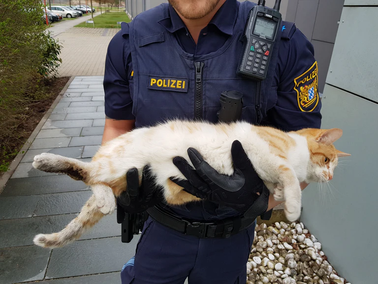 verletzte Katze von der A8