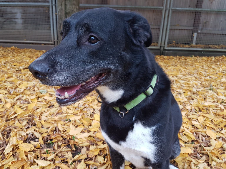 Starnberger Hund Samba aus Tierheim sucht ein neues zuhause 