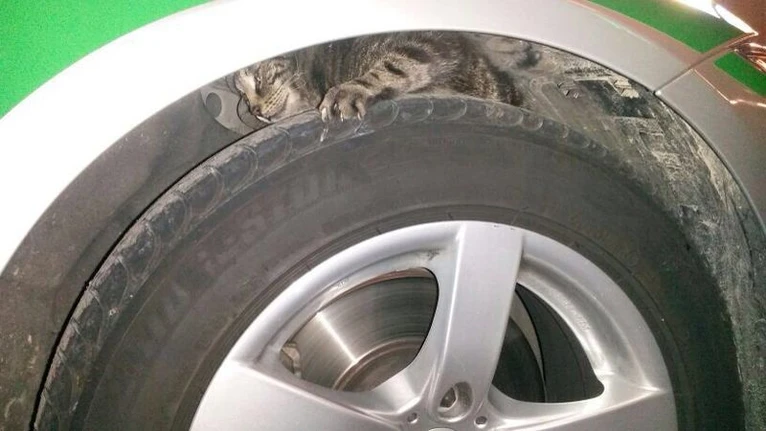 Völlig verängstigt flüchtet diese Katze in den Radkasten des Polizeiautos. — © Foto: Polizei München