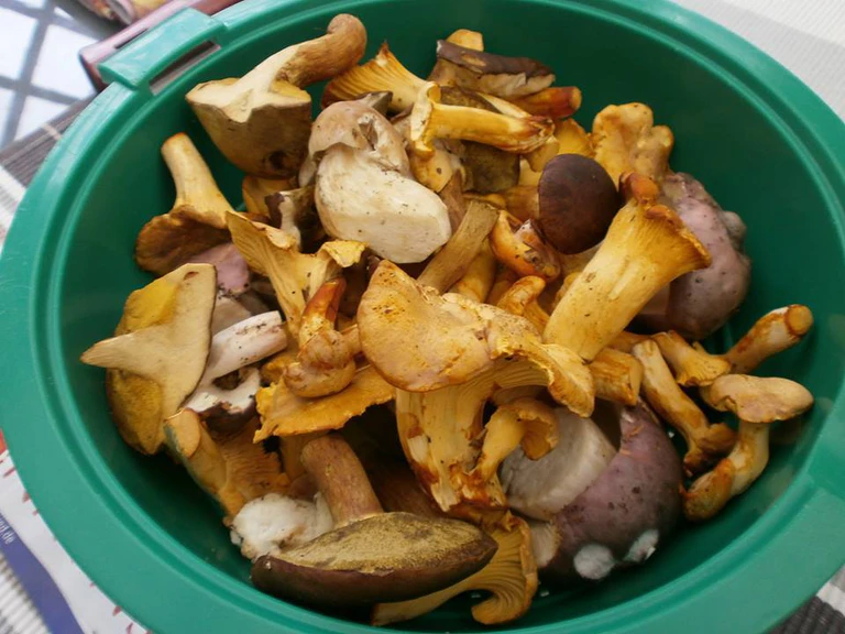 Pilze und Schwammerl in einem Korb