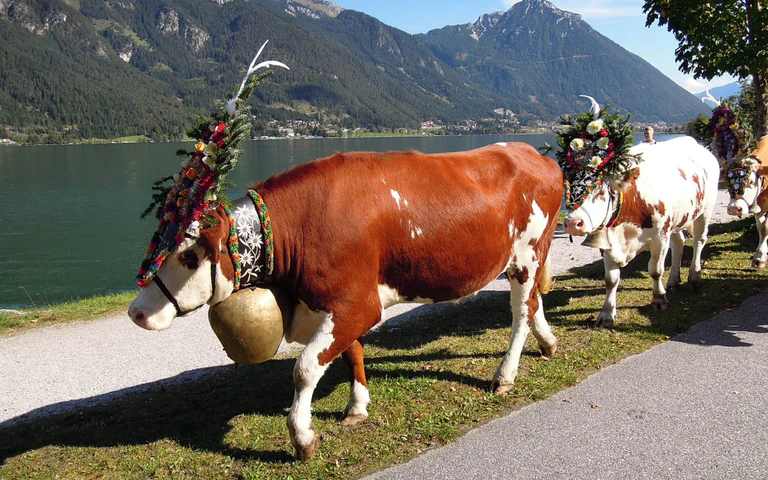 Kühe mit Glocken am See — © Achensee Tourismus