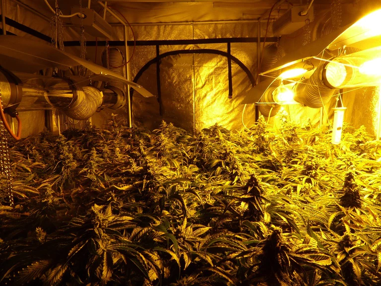 Marihuana-Plantage in Münchner Wohnung gefunden — © Foto: LKA Bayern Symbolfoto