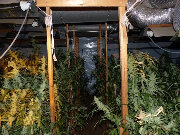 Marihuana-Pflanzen-Bayern-1 — © LKA