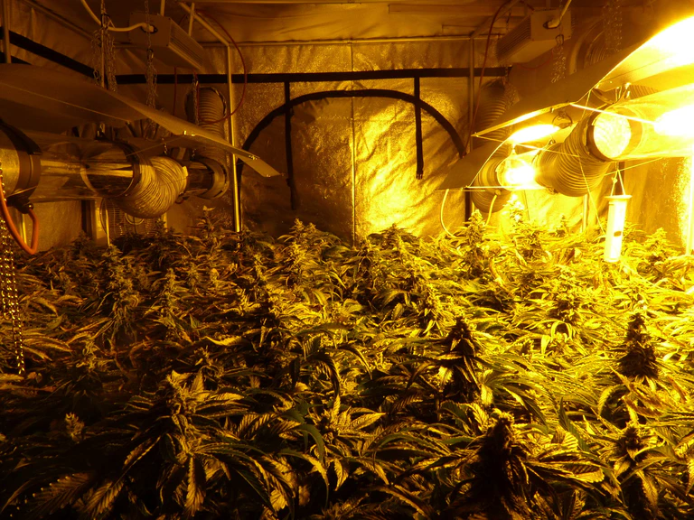 Marihuana-Plantage-Muenchen-2 Oberau