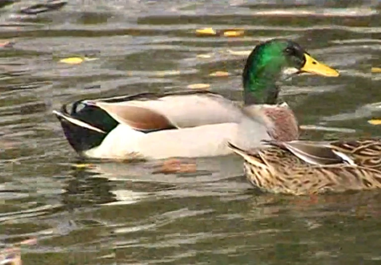 Vogelgrippe, Ente, Virus, Geflügel, Teich, Wildtier, Erpel — © Die Zahl der erkrankten Tiere steigt weiter an.