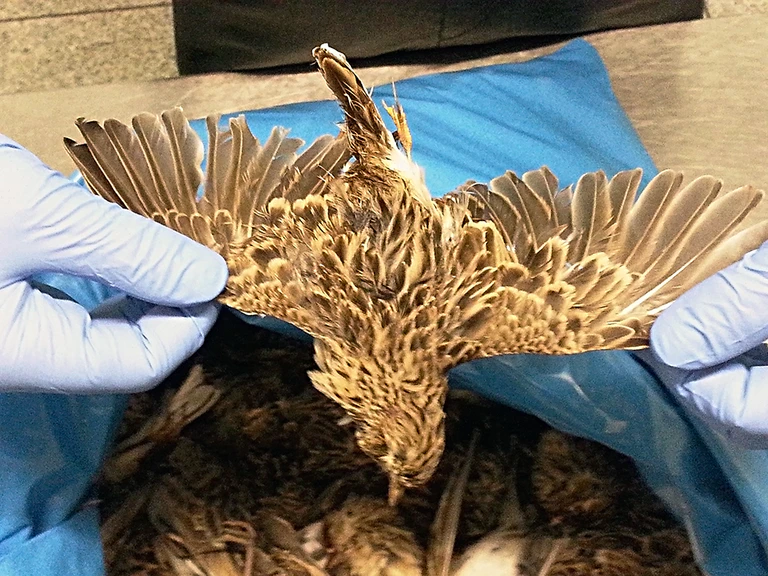 tote vögel beschlagnahmt delikatesse essen — © Hauptzollamt München