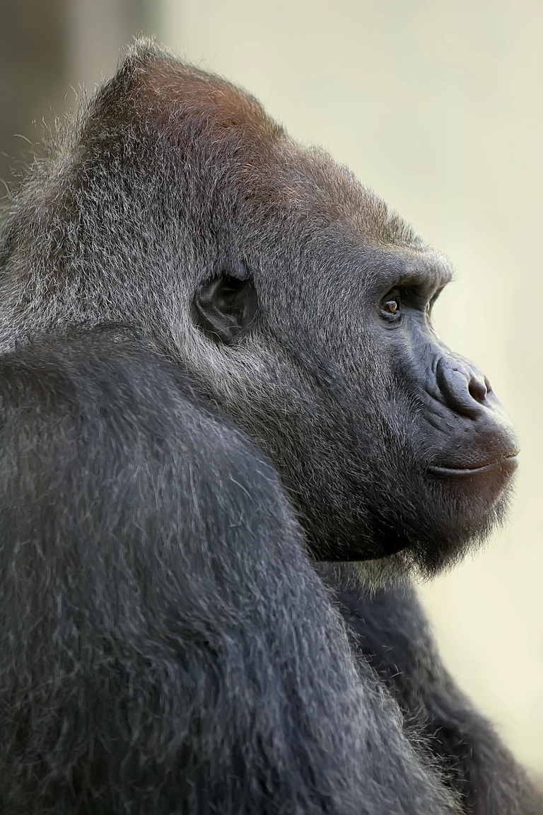  — © Tierpark Hellabrunn/Tröger