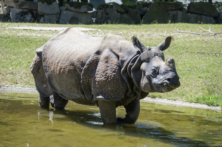 — © Tierpark Hellabrunn / Marc Müller