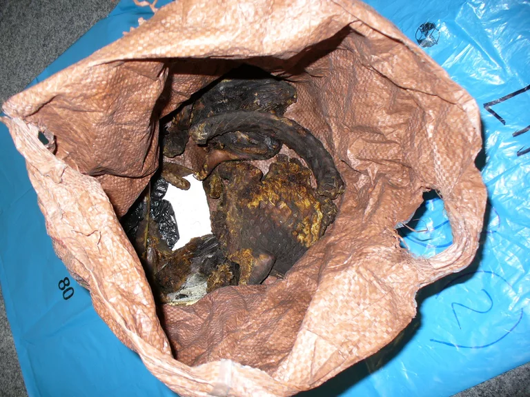 Pangolin - Schuppentier Fleisch — © Fotos: Copyrigth: BZV