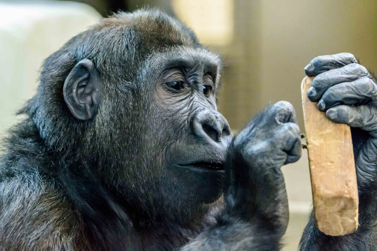 neuer gorilla hellabrunn tierpark  — © Foto: Herrmann Vollmer