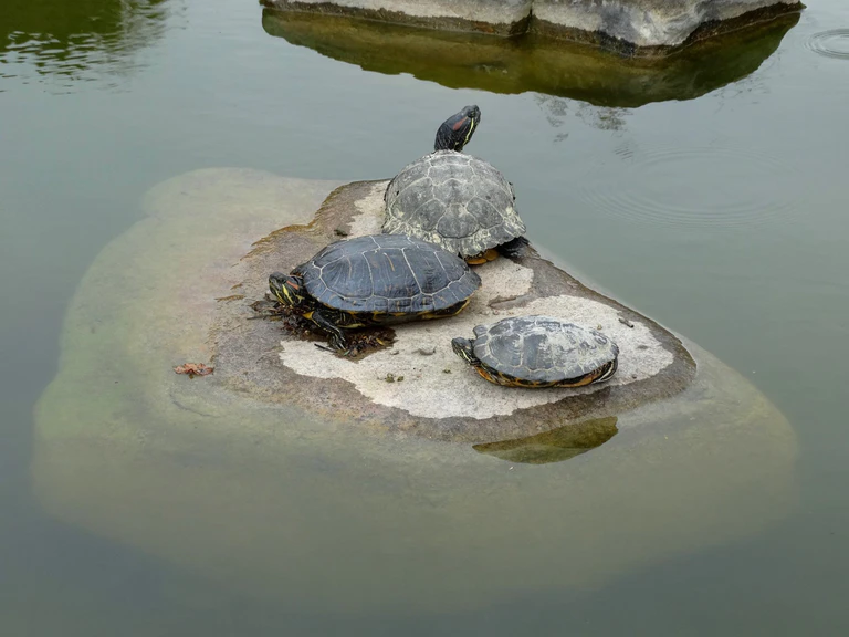 — © Keine einsame Insel für eine Schildkrötenfamilie Bild: Agnes aus München