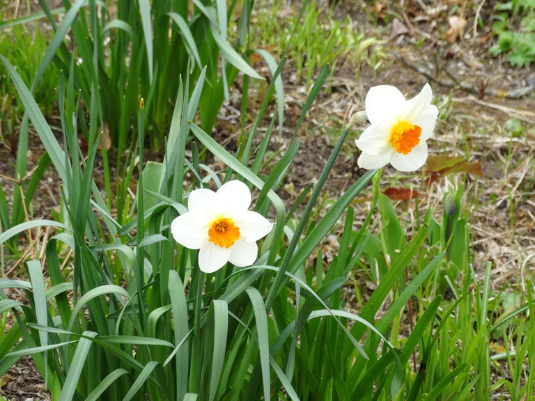 — © Ein erstes Blümchen traut sich hervor Bild: Agnes aus München