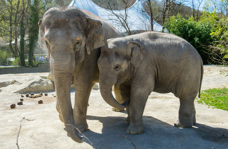 Asiatischer Elefant Ludwig Mutter Temi Hellabrunn — © Foto: Tierpark Hellabrunn - Marc Müller