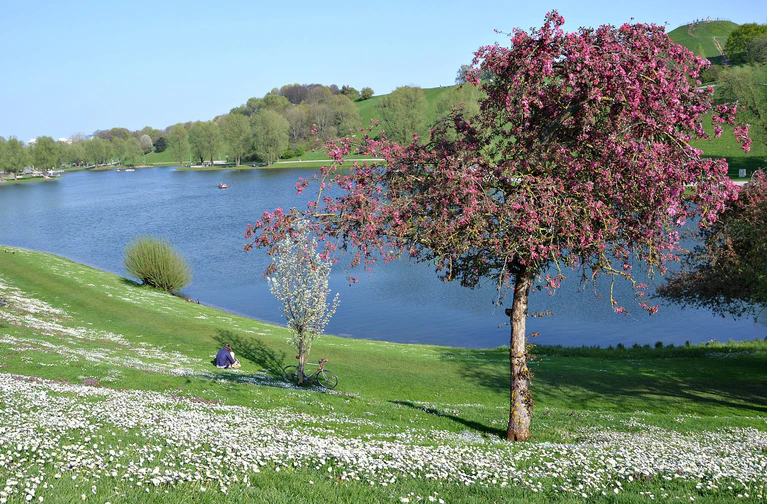 Frühling im Olympiapark — © Überall blüht es im Olympiapark. Foto: Zura aus München