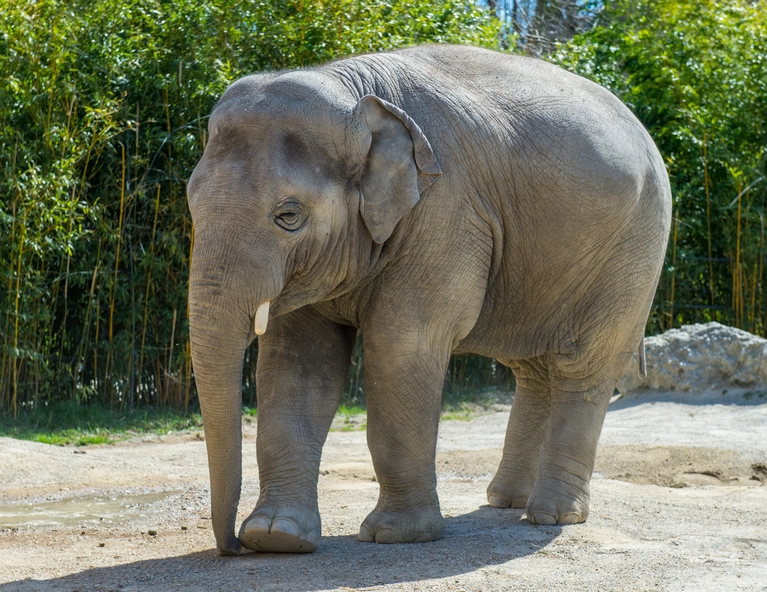 Ganz traurig blickt Ludwig drein. — © Ganz traurig blickt Ludwig drein, weil er den Tierpark verlassen muss. Foto: Tierpark Hellabrunn/Marc Müller