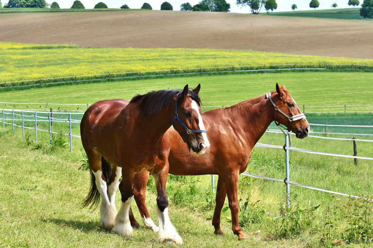  — © Bild von Alexa auf Pixabay