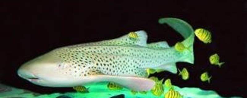 Munchner Sea Life Zebrastreifen Unter Wasser Munchen Tv