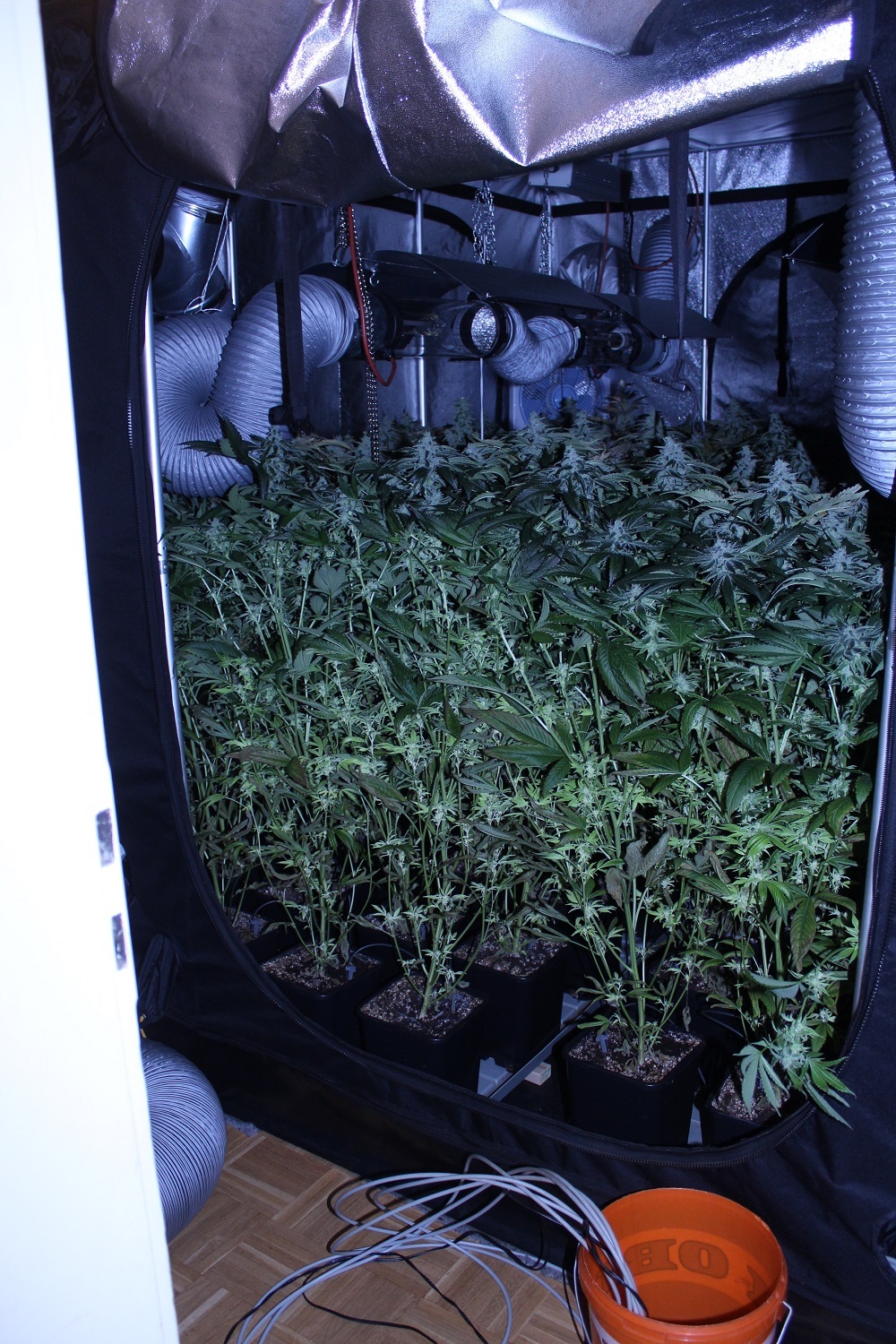 marihuana plantage , LKA Bayern