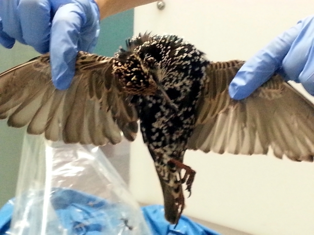 tote vögel beschlagnahmt delikatesse essen, Hauptzollamt München