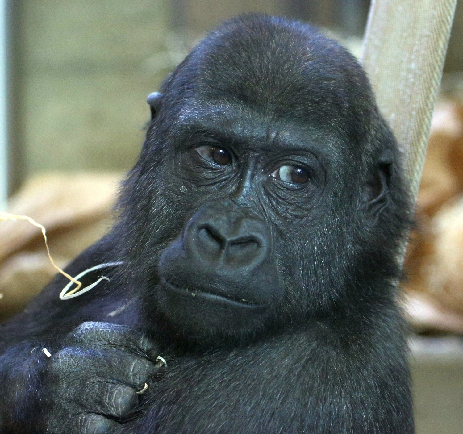 neuer gorilla hellabrunn tierpark, Foto: Wolfgang Mehnert