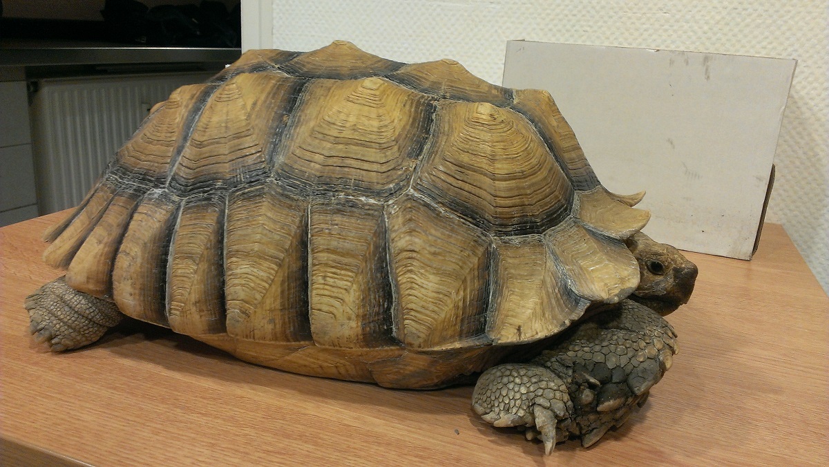 Gefundene Schildkröte ist ca 40 cm lang und 20 kg schwer , Foto: Bundespolizei - Knapp 40 cm misst das gefundene 20 kg Reptil