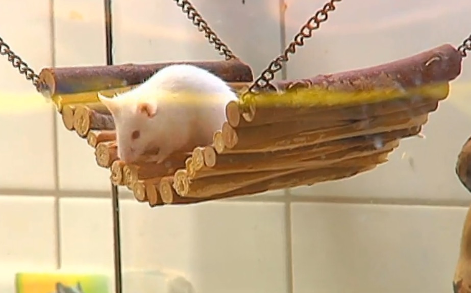 Bild einer Maus, In München hat ein Betrunkener Passanten mit lebenden Mäusen beworfen