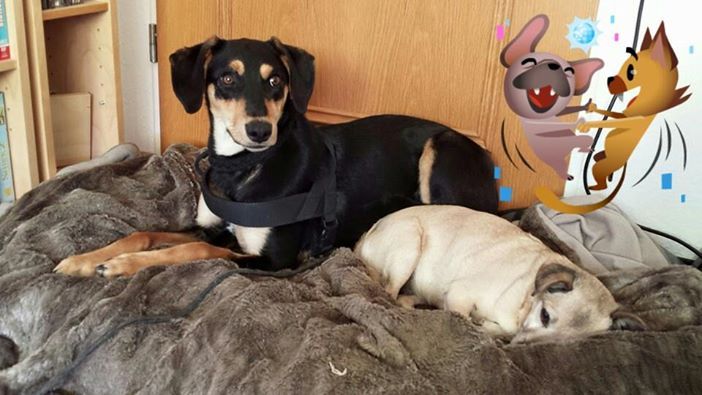 Hund Amy ist in München verschwunden